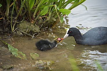 Coot (Fulica), young chick feeding, Gloucestershire, England, United Kingdom, Europe