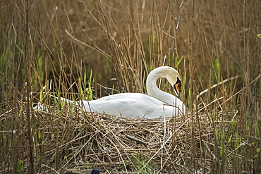 Swan (Cygnus), Gloucestershire, England, United Kingdom, Europe