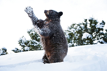 Black bear (Ursus Americanus), Montana, United States of America, North America