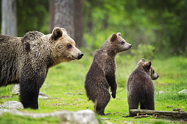 Brown bear cubs and adult (Ursus arctos), Finland, Scandinavia, Europe