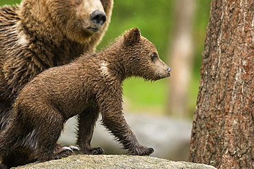 Brown bear cub (Ursus arctos), Finland, Scandinavia, Europe