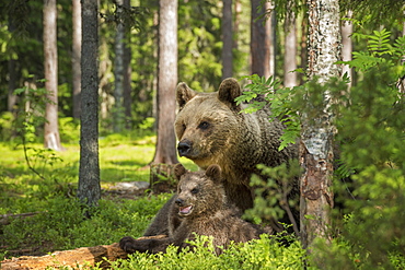 Brown bear adult and cubs (Ursus arctos), Finland, Scandinavia, Europe