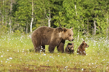 Family and cubs, brown bear (Ursus arctos), Kuhmo, Finland, Scandinavia, Europe