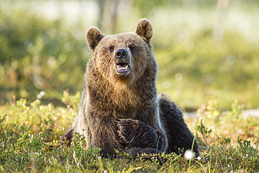 Brown bear (Ursus arctos), Kuhmo, Finland, Scandinavia, Europe