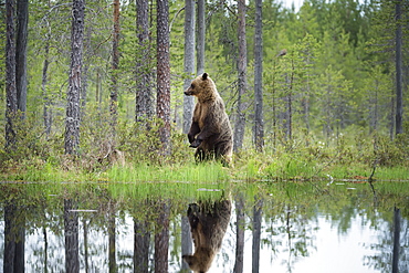 Brown bear (Ursus arctos), Kuhmo, Finland, Scandinavia, Europe