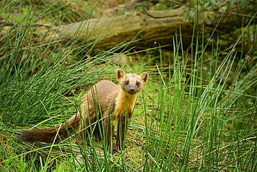 Pine marten (Martes martes), Devon, England, United Kingdom, Europe