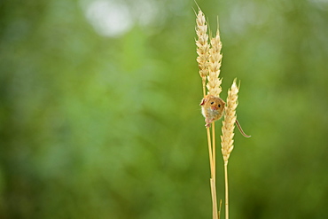 Harvest Mouse (Micromys minutus), Devon, England, United Kingdom, Europe