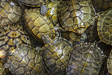 Terrapins at market, Guilin, Guangxi, China, Asia