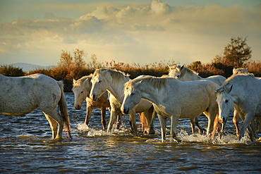 Wild white horses, Camargue, France, Europe