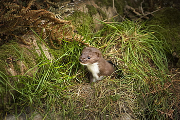 Pine Marten, mustalid, United Kingdom, Europe