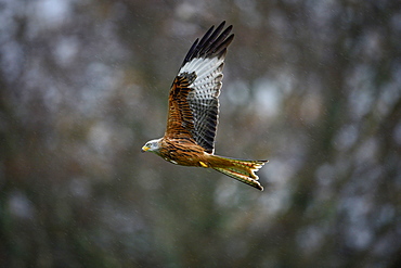 Red Kite, a bird of prey, Gigrin, Wales, United Kingdom, Europe