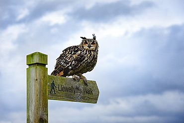 Eagle owl, raptor, bird of prey on sign post for Llewellyn'sWalk, Rhayader, Mid Wales, United Kingdom, Europe