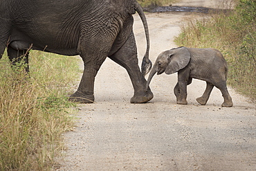 African elephant, Queen Elizabeth National Park, Uganda, Africa