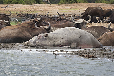 Hippopotamus and buffalo, Queen Elizabeth National Park, Uganda, Africa