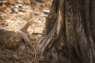 Monitor lizard, Ranthambhore National Park, Rajasthan, India, Asia