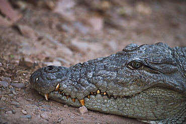 Nile crocodile, Ranthambhore National Park, Rajasthan, India, Asia