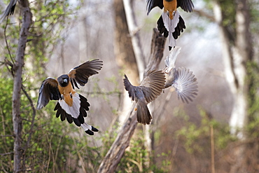 Indian tree-pie, Ranthambhore National Park, Rajasthan, India, Asia