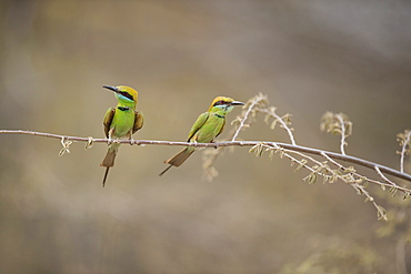 Green bee eater, Ranthambhore National Park, Rajasthan, India, Asia