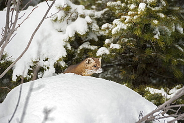 Pine marten (Martes martes), Montana, United States of America, North America