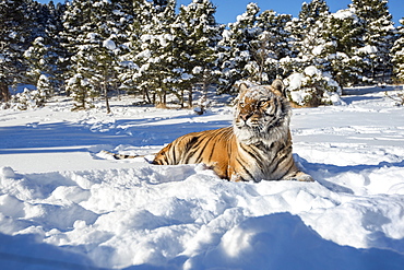 Siberian Tiger (Panthera tigris altaica), Montana, United States of America, North America