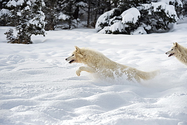 Arctic wolf (Canis lupus arctos), Montana, United States of America, North America