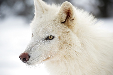 Arctic wolf (Canis lupus arctos), Montana, United States of America, North America