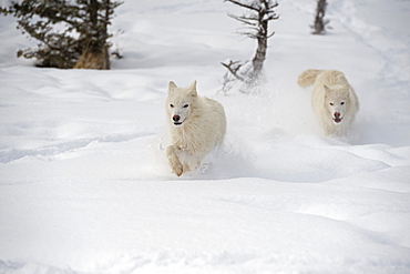 Arctic wolf (Canis lupus arctos), Montana, United States of America, North America