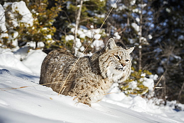 Bobcat (Lynx rufus), Montana, United States of America, North America