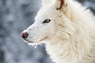 Arctic wolf (Canis lupus arctos), Montana, United States of America, North America