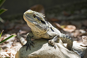 Monitor Lizard (Goanna) (Varanus), captive, Australia, Pacific