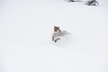 Mountain lion (puma) (cougar) (Puma concolor), Montana, United States of America, North America