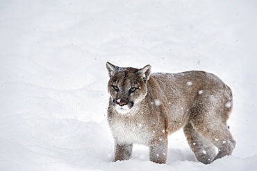 Mountain lion (puma) (cougar) (Puma concolor), Montana, United States of America, North America