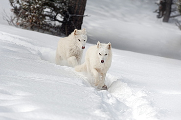 Arctic wolf (Canis lupus arctos), Montana, United States of America, North America