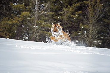 Siberian Tiger (Panthera tigris altaica), Montana, United States of America, North America