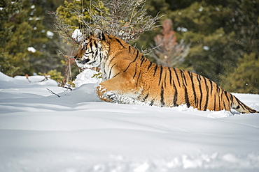 Siberian Tiger (Panthera tigris altaica), Montana, United States of America, North America