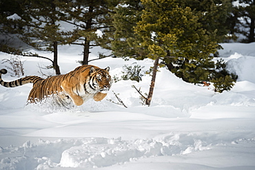 Siberian Tiger (Panthera tigris altaica), Montana, United States of America, North America