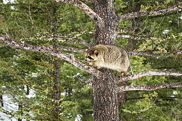 Racoon (raccoon) (Procyon lotor), Montana, United States of America, North America