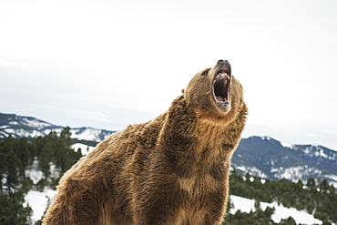 Brown bear (grizzly) (Ursus arctos), Montana, United States of America, North America