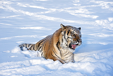 Siberian Tiger (Panthera tigris altaica), Montana, United States of America, North America