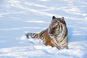 Siberian Tiger (Panthera tigris altaica), Montana, United States of America, North America