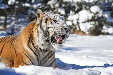 Siberian Tiger (Panthera tigris altaica), Montana, United States of America, North America