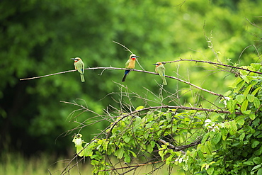White-fronted bee-eater (Merops bullockoides), South Luangwa National Park, Zambia, Africa