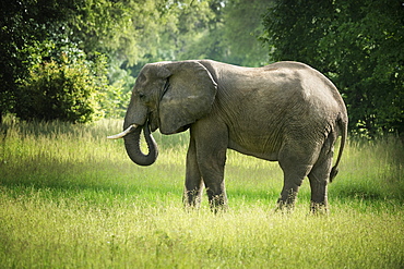 African elephant (Loxodonta), South Luangwa National Park, Zambia, Africa