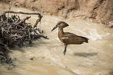 Hamerkop (Scopus umbretta), South Luangwa National Park, Zambia, Africa