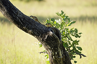 Tree squirrel (Paraxerus cepapi), South Luangwa National Park, Zambia, Africa