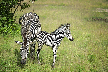 Crawshays zebra mother and foal (Equus quagga crawshayi), South Luangwa National Park, Zambia, Africa