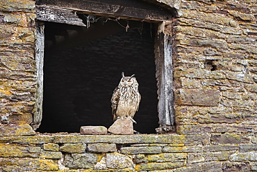Indian eagle owl (Bubo bengalensis), Herefordshire, England, United Kingdom, Europe