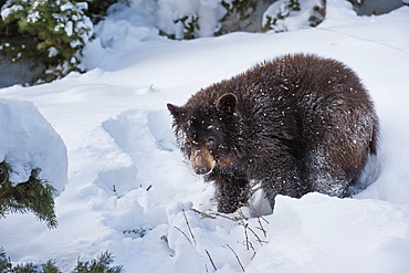 Black bear (Ursus Americanus), Montana, United States of America, North America