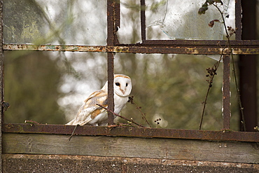 Barn owl (Tyto alba), Herefordshire, England, United Kingdom, Europe