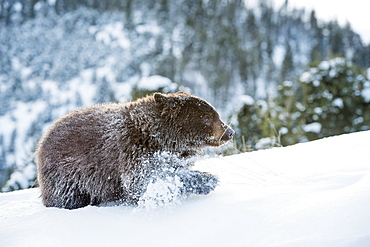 Black bear (Ursus Americanus), Montana, United States of America, North America